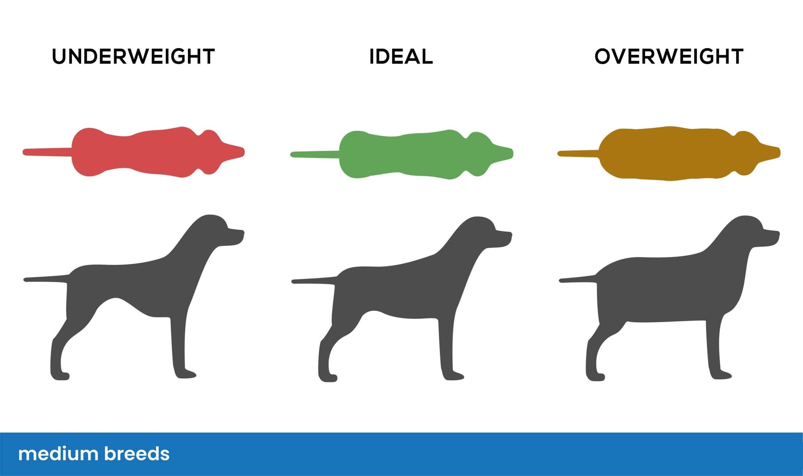 MEDIUM BREED weight chart