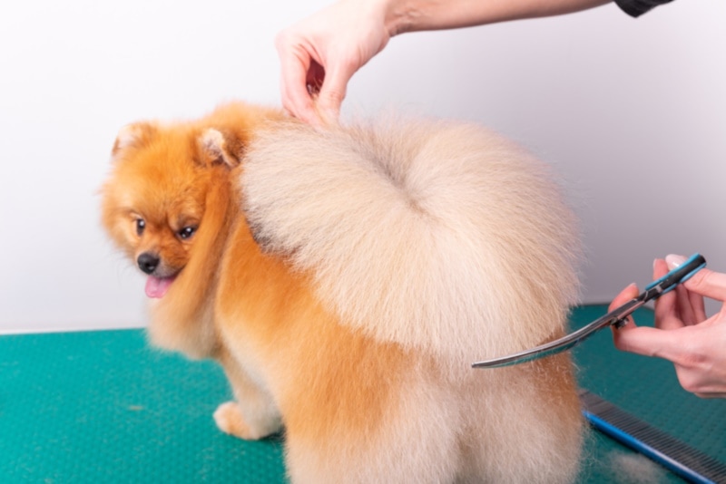 34 Kinds of Dogs With Fluffy Tails (With Info & Pictures)