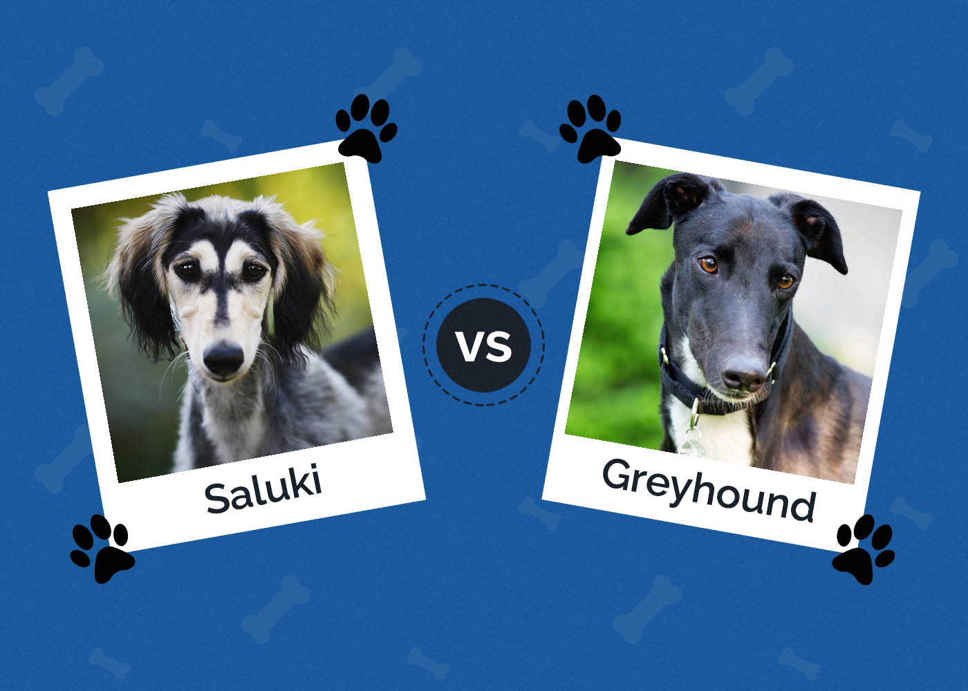 Saluki vs Greyhound: What Are The Differences? (With Pictures)