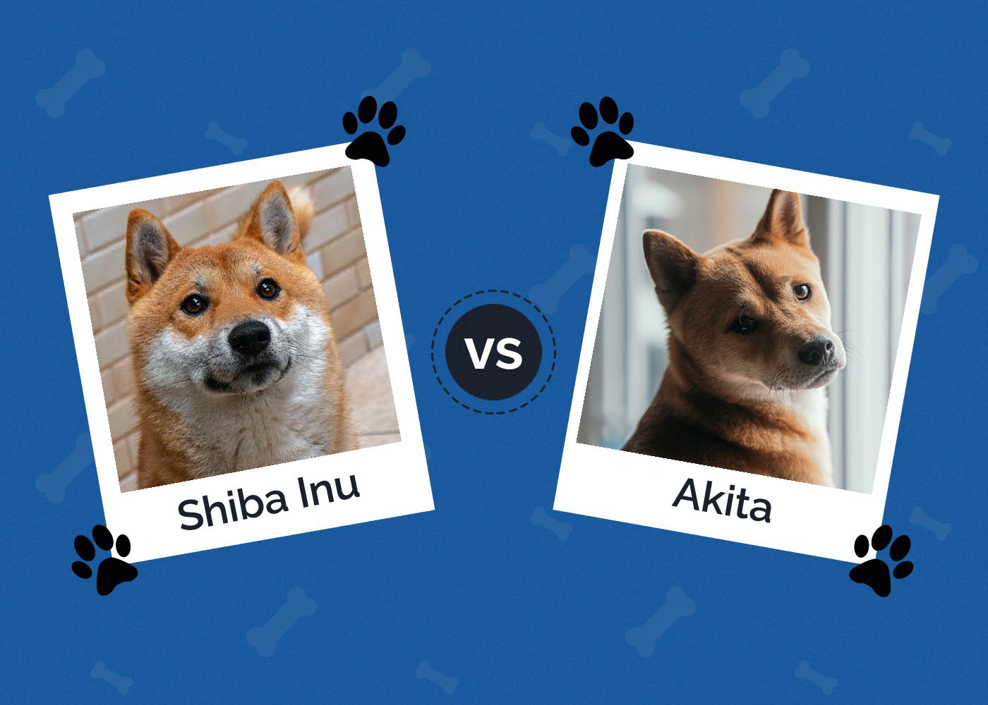 Shiba Inu vs. Akita: What's the Difference? (With Pictures)