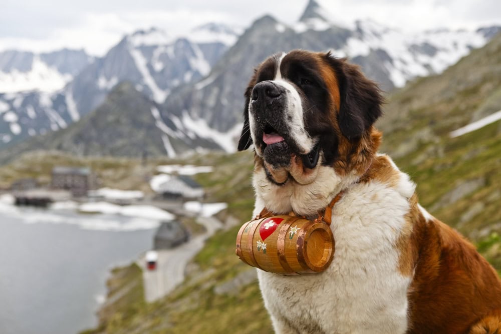Swiss dog Saint Bernard