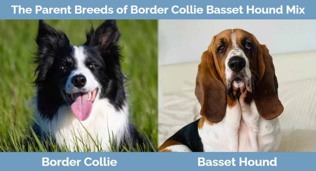 The parent breeds of Border Collie Basset Hound Mix