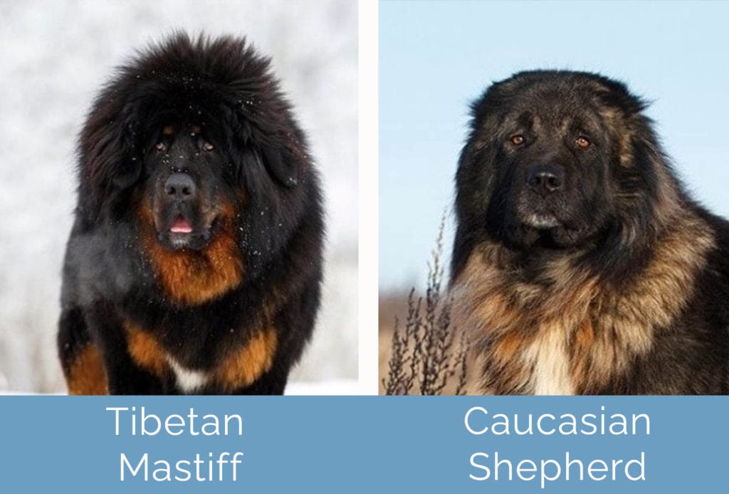 Tibetan Mastiff vs Caucasian Shepherd side by side