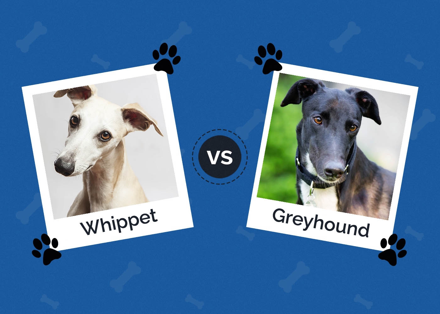 Whippet vs. Greyhound: What Are the Differences? (With Pictures)