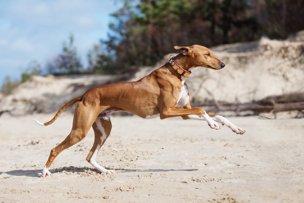 15 Dog-Friendly Beaches in Brisbane Australia 2026: Off-Leash & On-Leash Places to Go