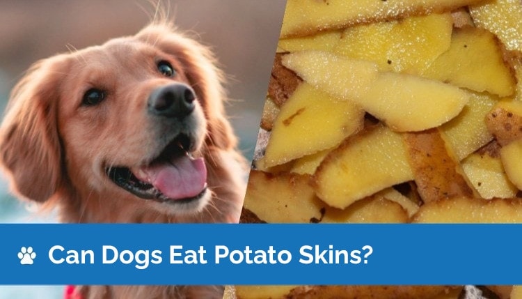 Can Dogs Eat Potato Skins? Vet-Reviewed Facts & Safety Guide