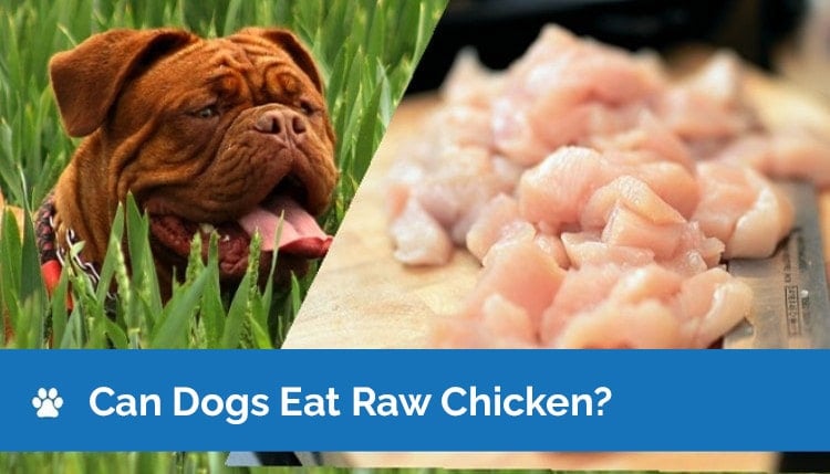 Can Dogs Eat Raw Chicken? Nutrition Facts & Safety Guide