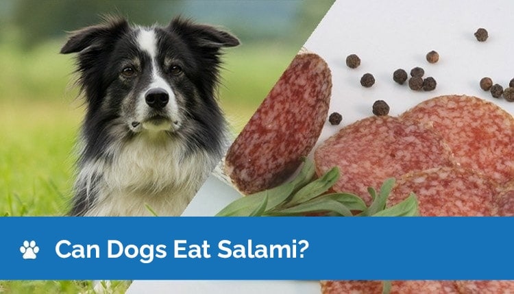 Can Dogs Eat Salami? Nutrition Facts & Safety Guide