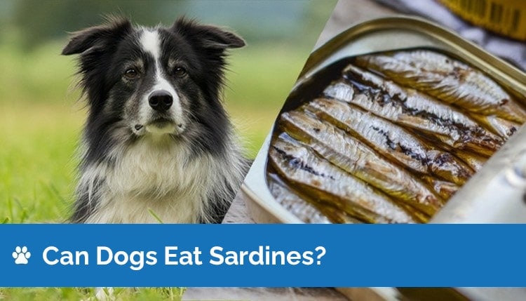 Can Dogs Eat Sardines? Vet-Verified Facts & FAQ