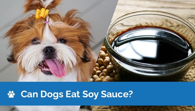 Can Dogs Eat Soy Sauce? Health & Nutrition Facts