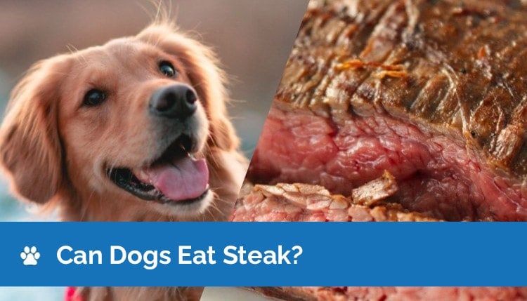 Can Dogs Eat Steak? Vet-Reviewed Facts & Safety Guide