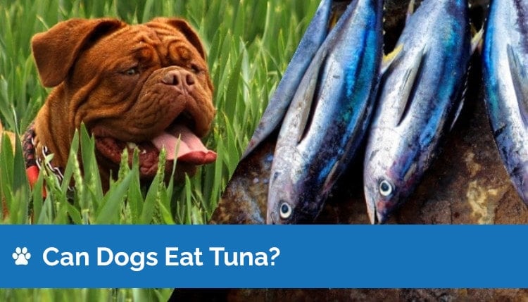 Can Dogs Eat Tuna? Vet-Reviewed Facts & Safety Guide