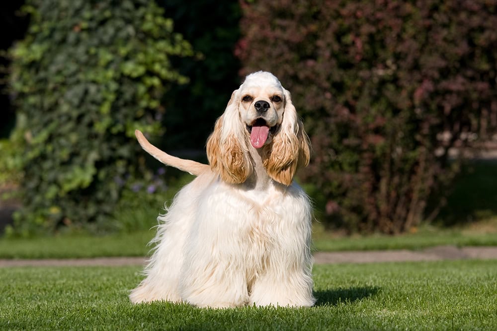 7 Cocker Spaniel Haircuts & Grooming Styles (With Pictures)