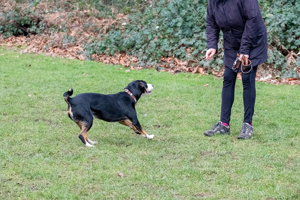 10 Best Dog Training Books in 2026 - Reviews & Top Picks