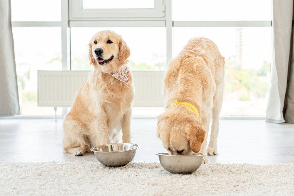 10 Great Places to Buy Dog Food in Bulk 2026: Wholesale, Deals & Prices