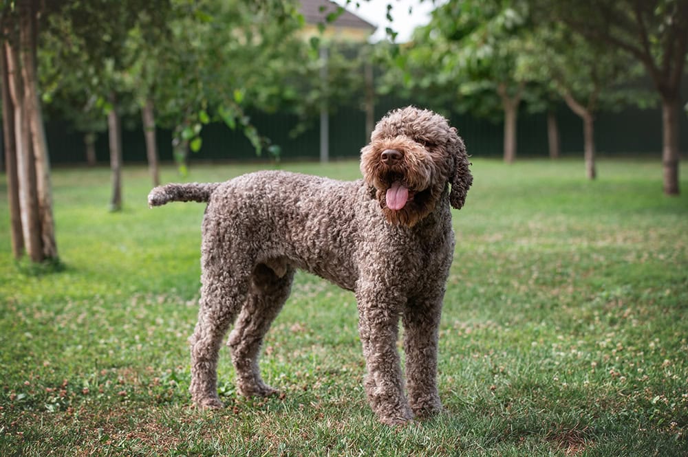 How Much Time Should a Dog Spend Outside? Important Care Tips