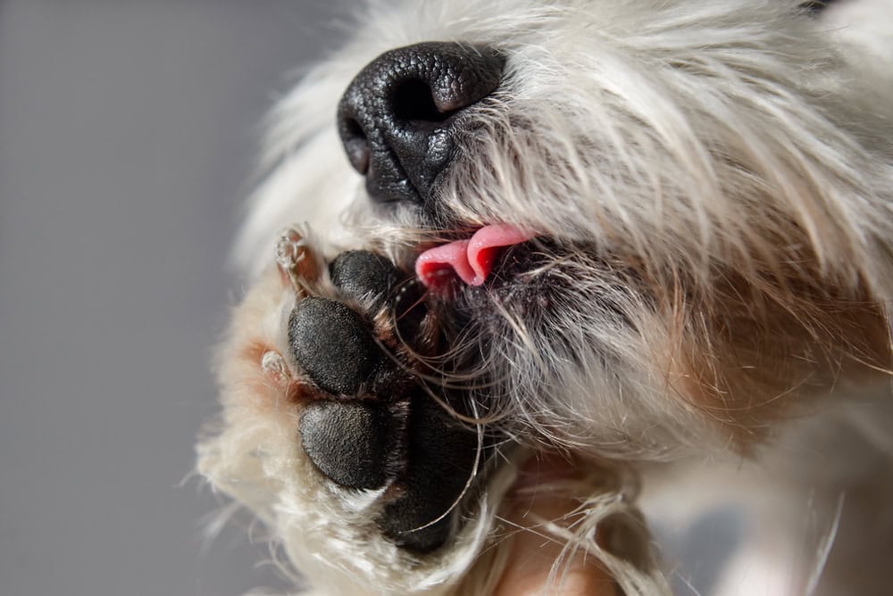 How to Stop a Dog from Licking Their Paws: 11 Vet-Approved Home Remedies