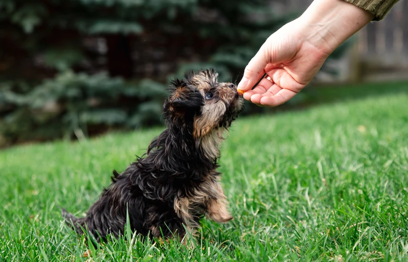 What to Look for in Dog Treats: A Comprehensive Vet-Approved Guide