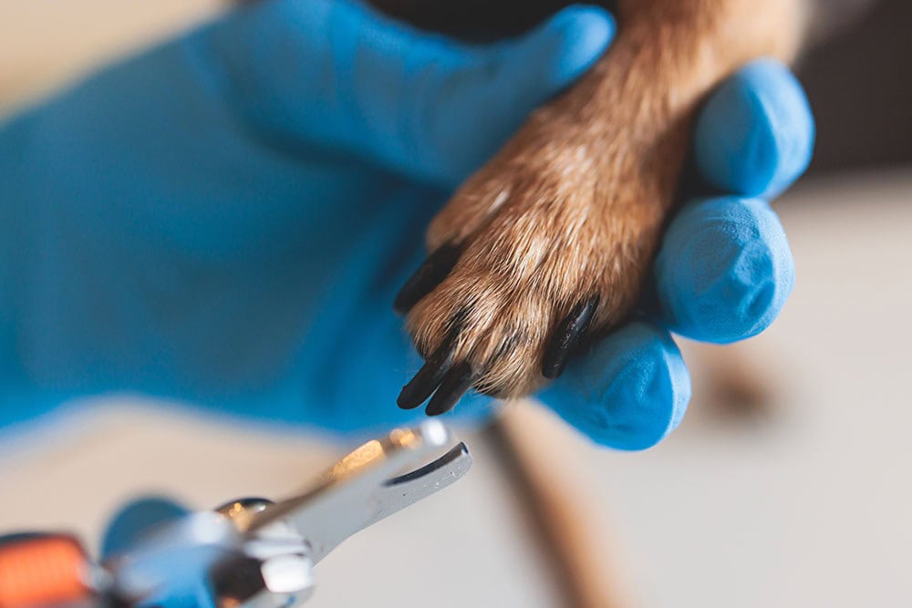 9 Best Dog Nail Clippers in 2026 - Reviews & Top Picks