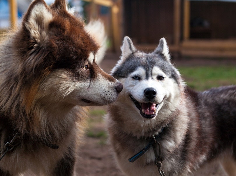 12 Dog Breeds That Look Like Wolves (With Info & Pictures)