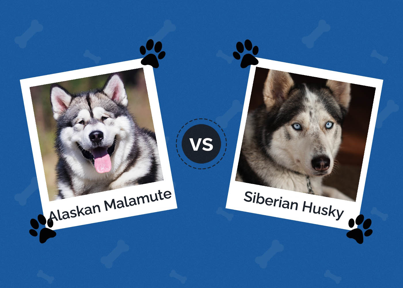 Alaskan Malamute vs Siberian Husky: What's the Difference? (With Pictures)