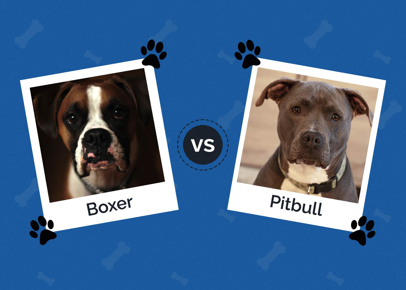 Boxers vs Pit Bulls: What Are the Differences? (With Pictures)