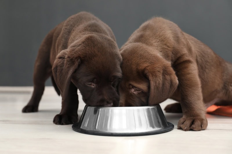 How Much Should You Feed a Labrador? Feeding Chart & Health Tips