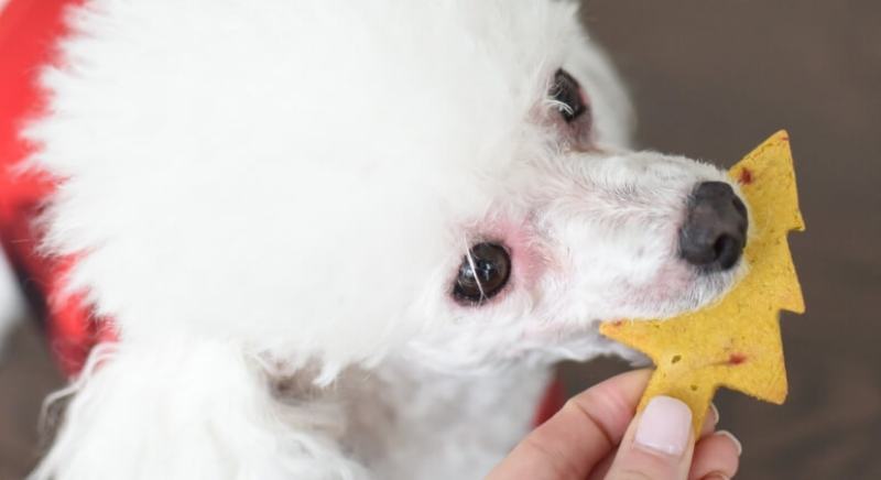 Christmas Cookie Dog Biscuit Recipe To Spoil Your Pups This Holiday