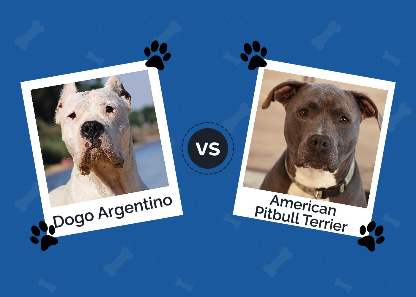 Dogo Argentino vs American Pitbull Terrier: Breed Differences