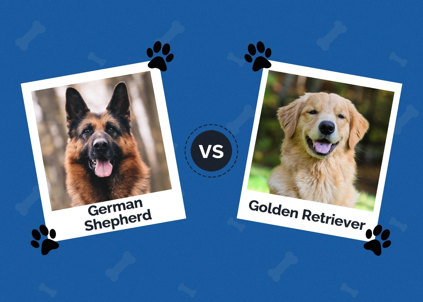 German Shepherd vs Golden Retriever: Which Dog to Choose?