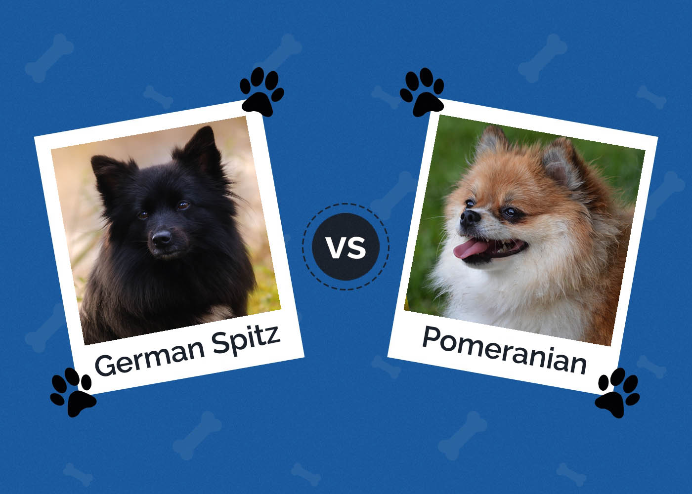 German Spitz vs Pomeranian: What Are the Differences?