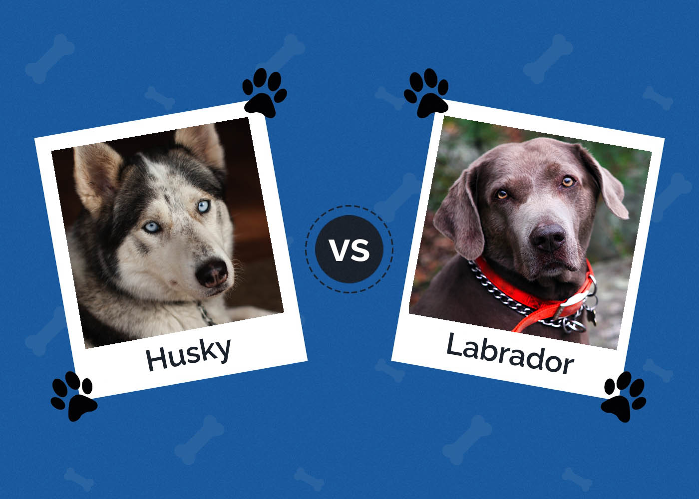 Husky vs. Labrador: What Are the Differences? (With Pictures)