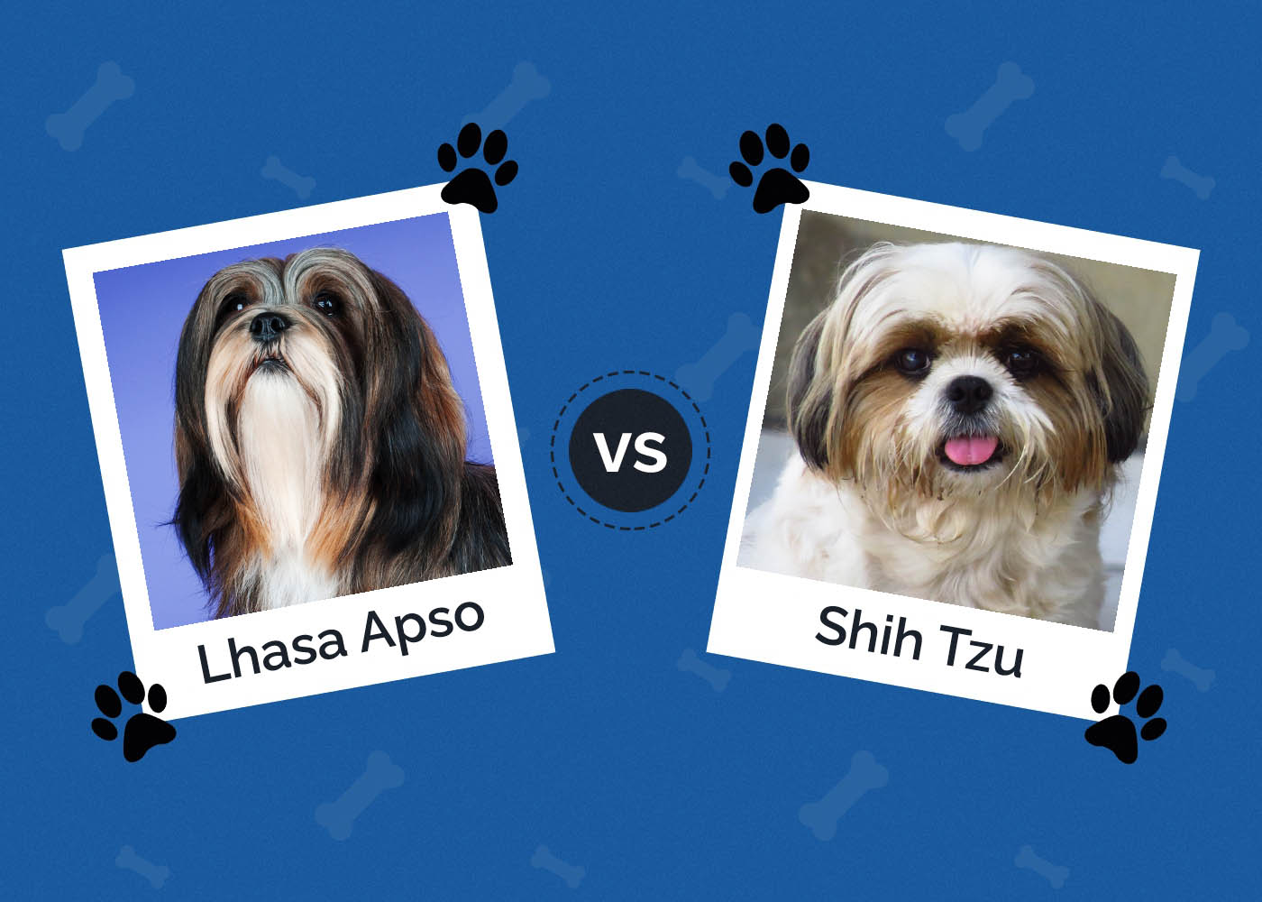 Lhasa Apso vs. Shih Tzu: What’s the Difference? (With Pictures)