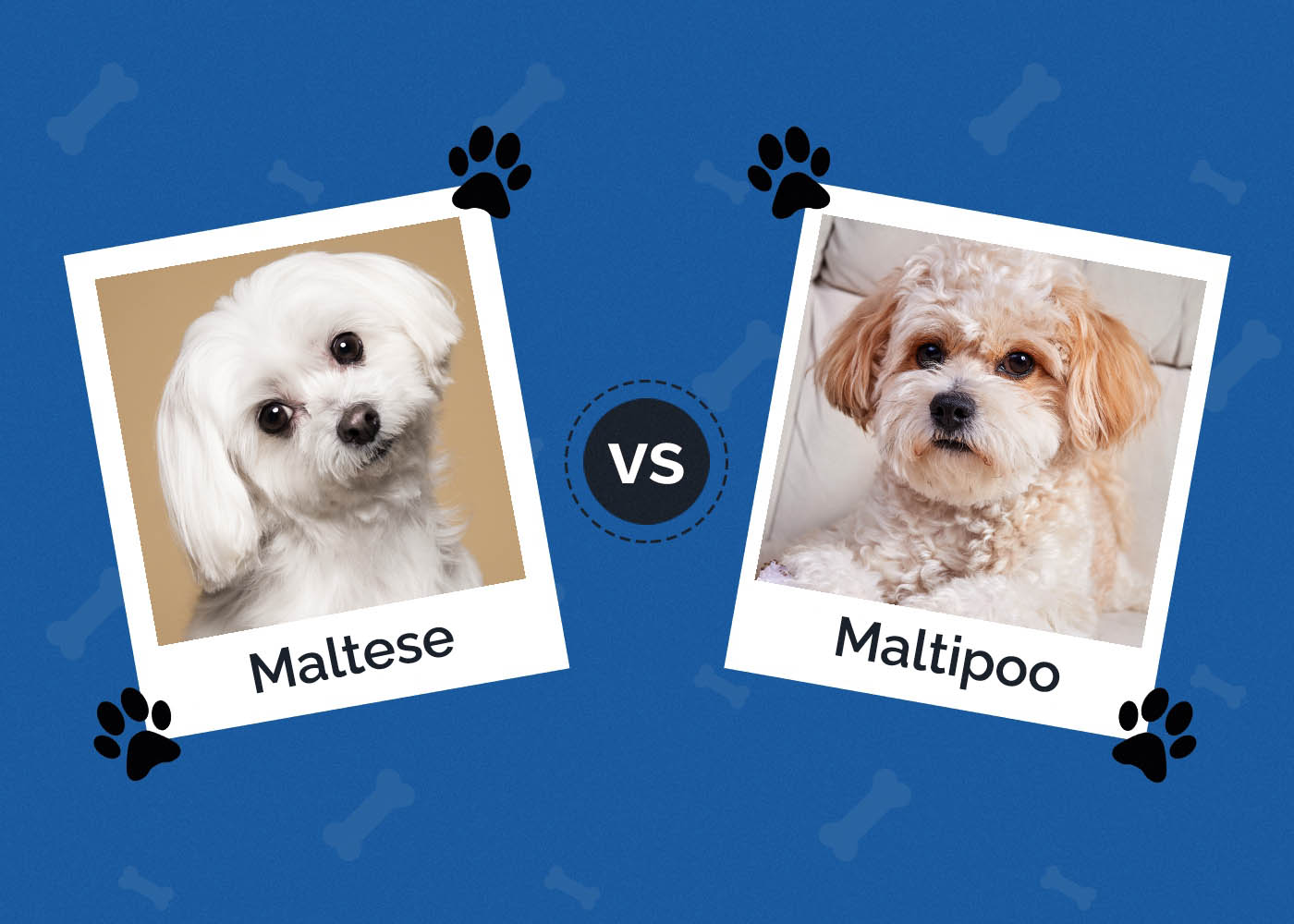 Maltese vs. Maltipoo: What’s the Difference? (With Pictures)