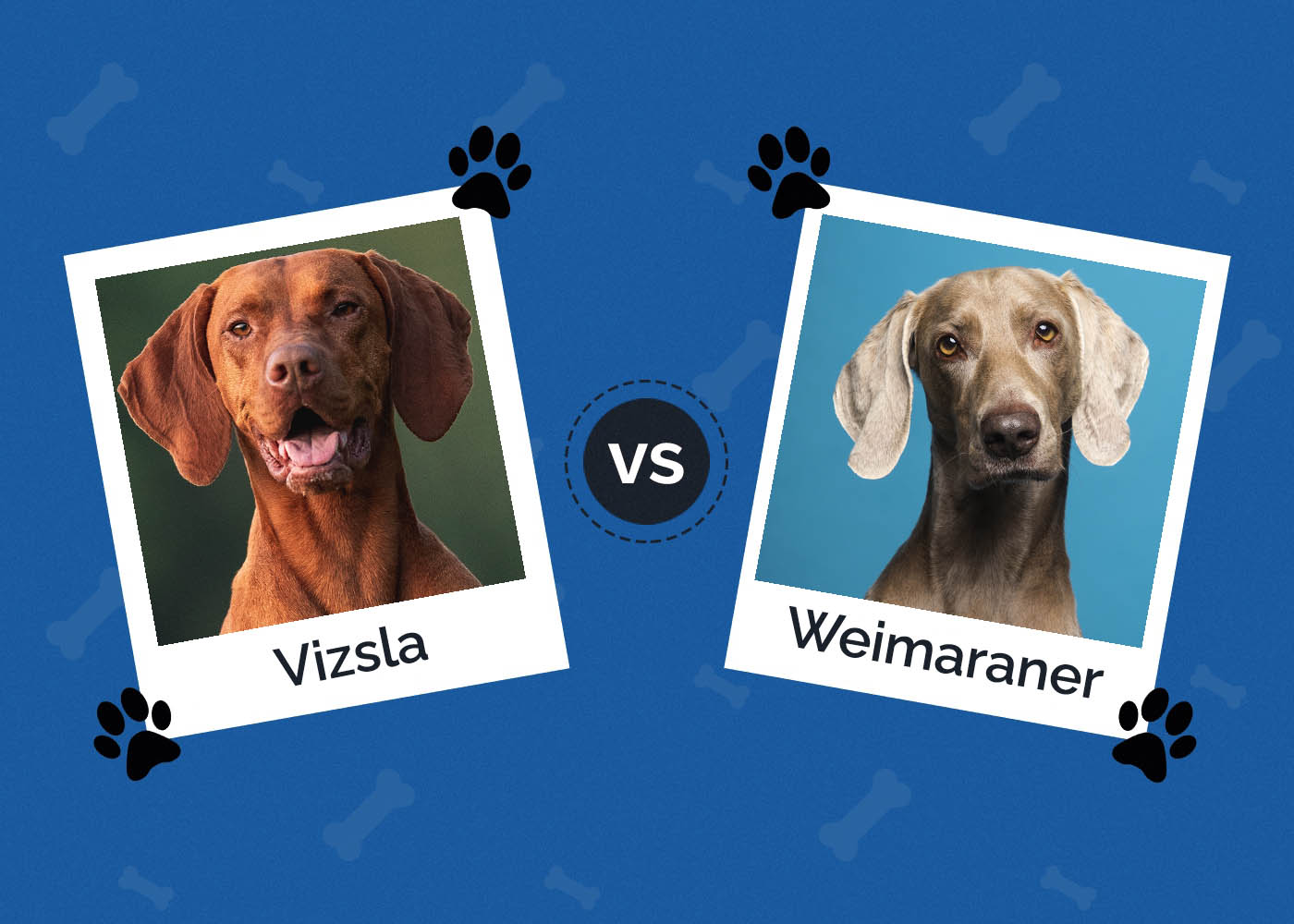 Vizsla vs. Weimaraner: What's the Difference? (With Pictures)
