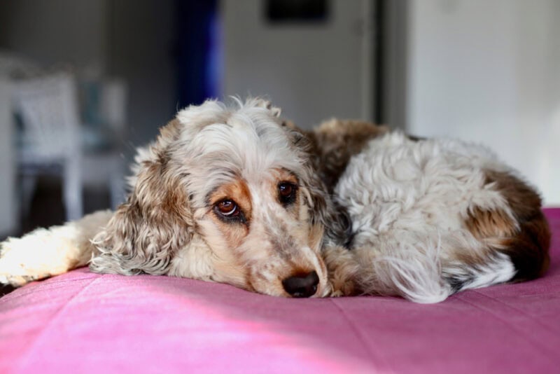 White and Sable Cocker Spaniel dog lying on bed