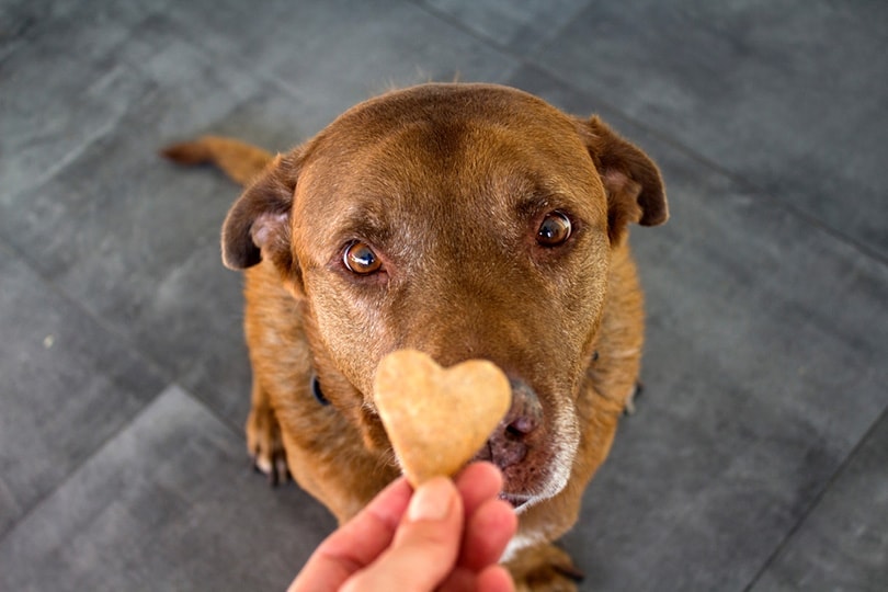 How to Teach Your Dog to Spin in 5 Simple Steps