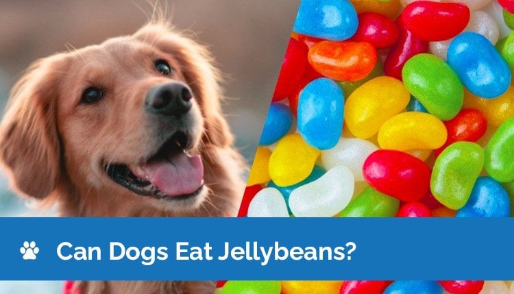 Can Dogs Eat Jellybeans? Vet Reviewed Risks & FAQ