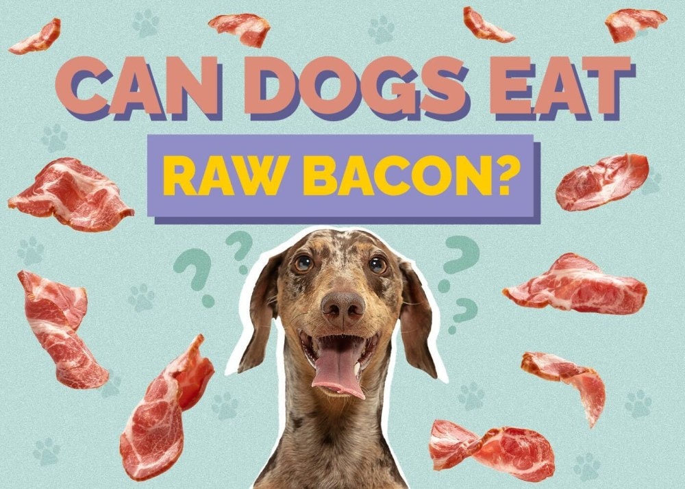 Can Dogs Eat Raw Bacon? Vet-Reviewed Facts & Risks