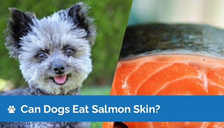 Can Dogs Eat Salmon Skin? Vet Approved Facts