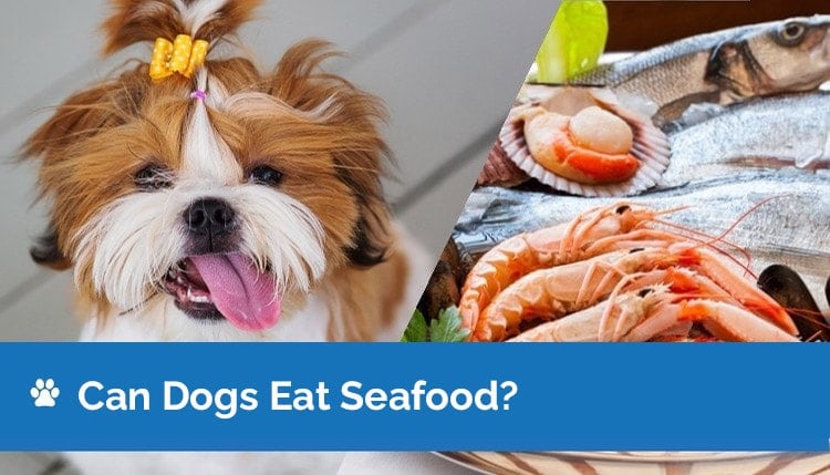 Can Dogs Eat Seafood? Vet Reviewed Facts & FAQ