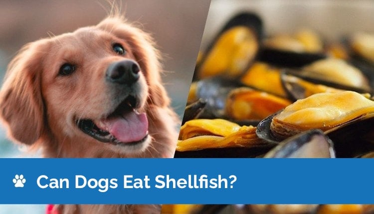 Can Dogs Eat Shellfish? Vet-Verified Nutrition Facts & FAQ