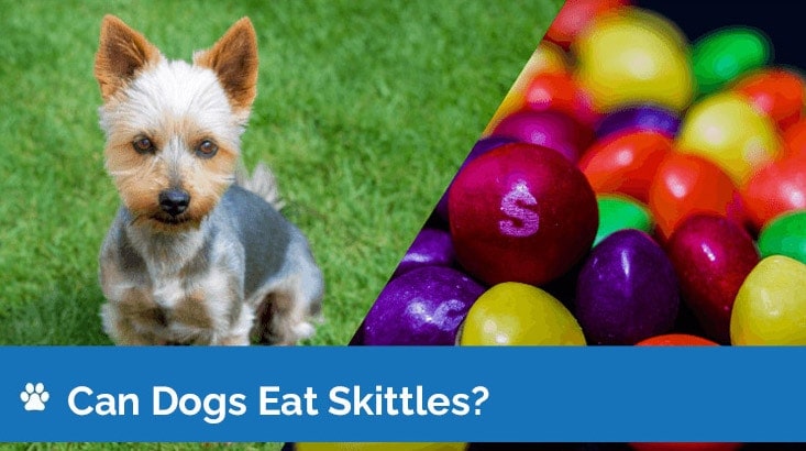Can Dogs Eat Skittles? Are Skittles Safe for Dogs?