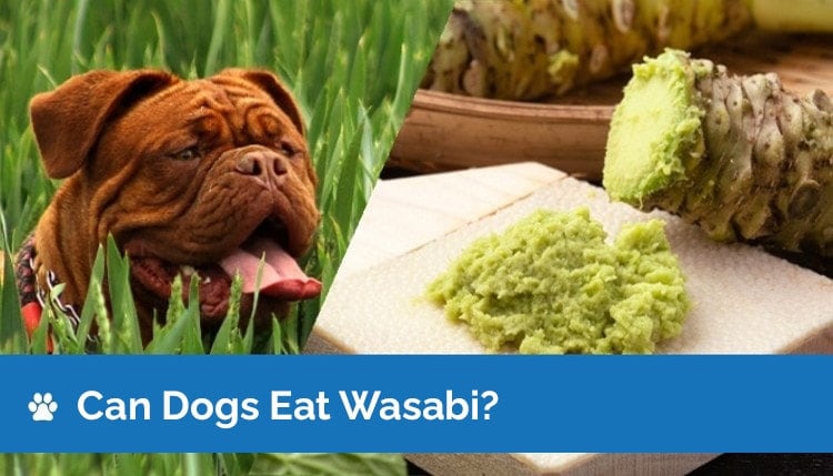 Can Dogs Eat Wasabi? Vet Approved Facts & Safety Guide