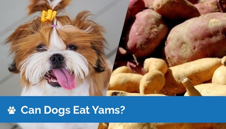 Can Dogs Eat Yams? Nutrition Facts & Safety Guide