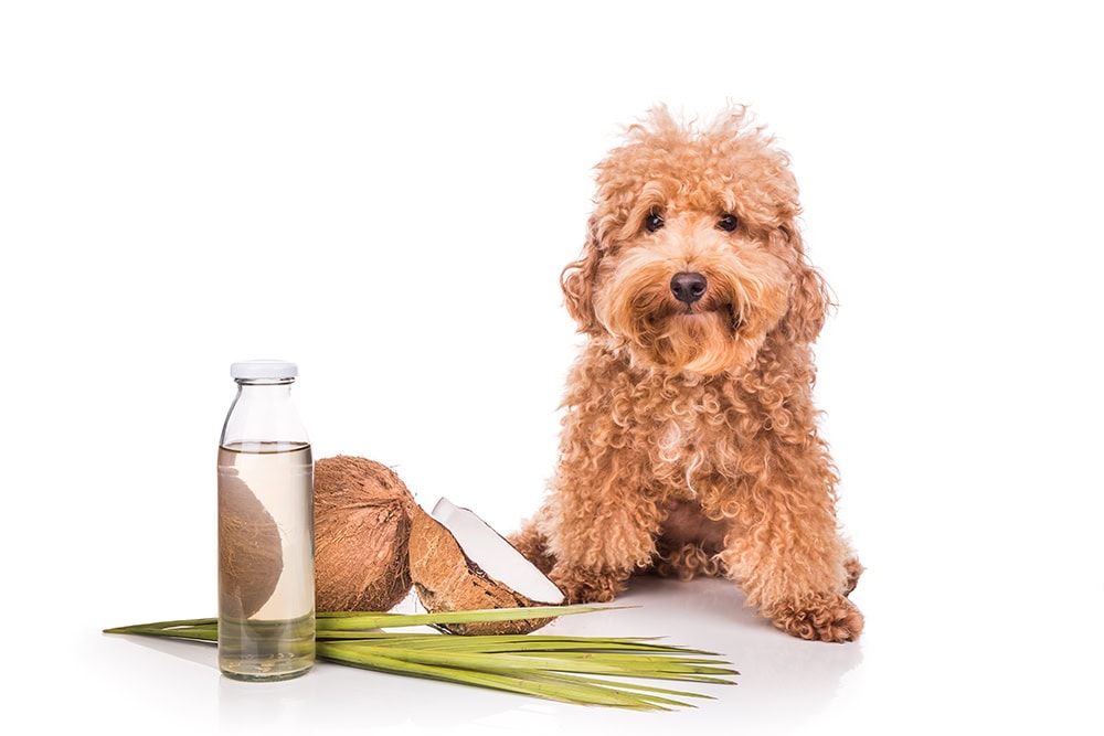 Coconut Oil for Fleas & Ticks on Dogs: 3 Vet-Approved Steps to Protect Them