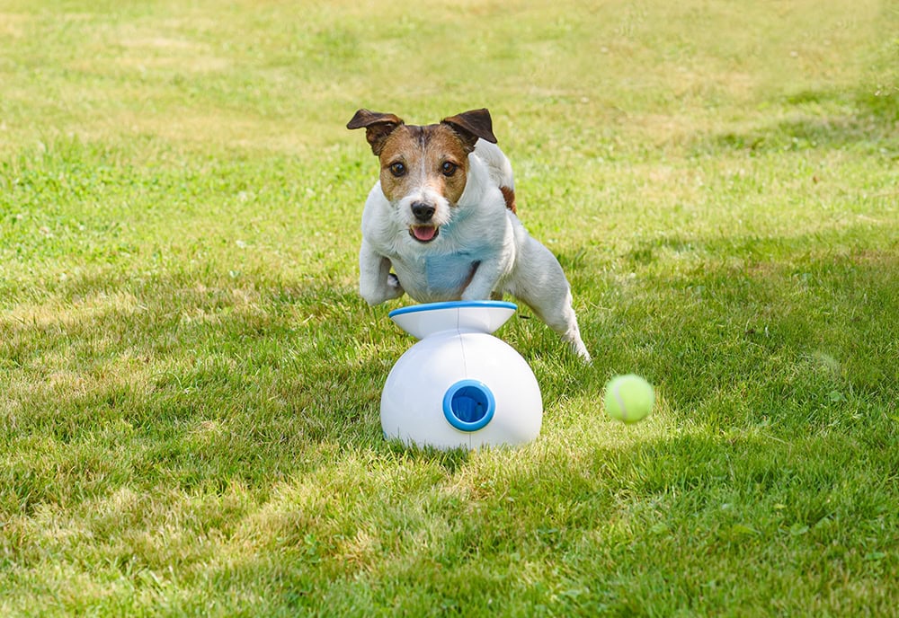 14 Best Dog Gadgets of 2026 - Reviews & Top Picks