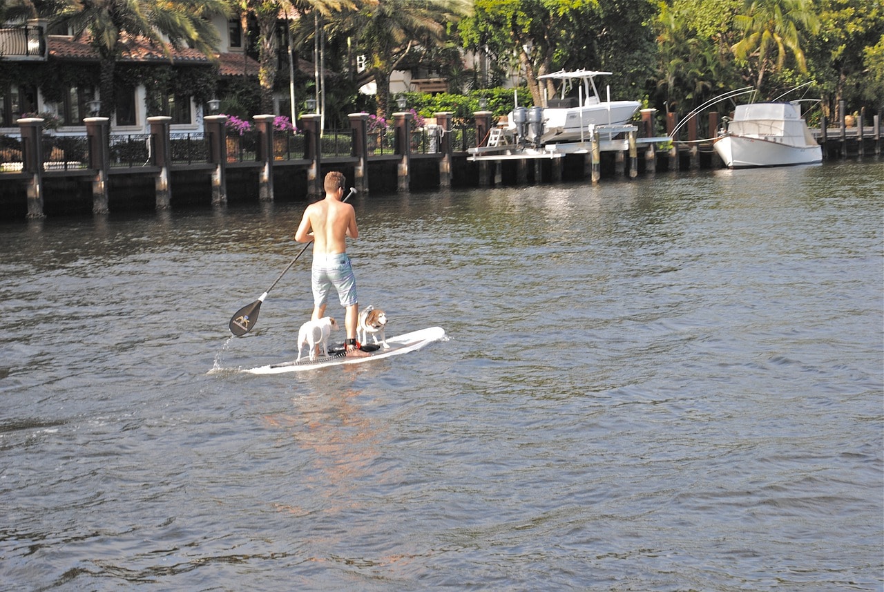 dogs paddle board with owner