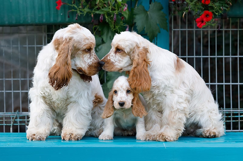 Do Dogs Miss Their Siblings? (Answered)