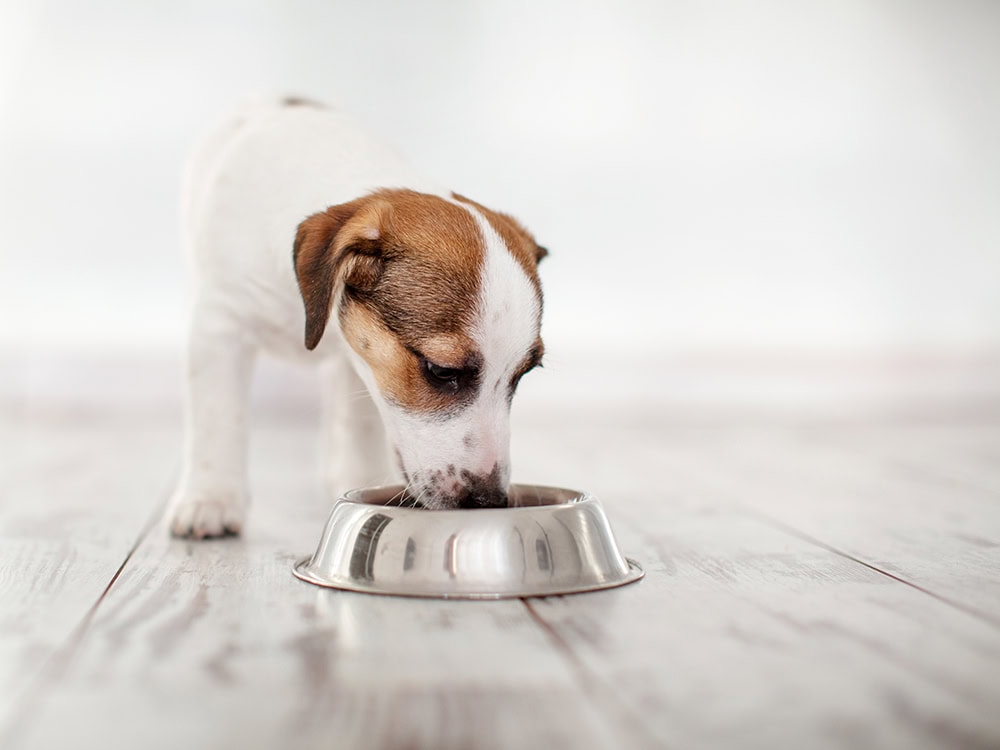 9 Best Yeast-Free Dog Foods - 2026 Reviews & Top Picks